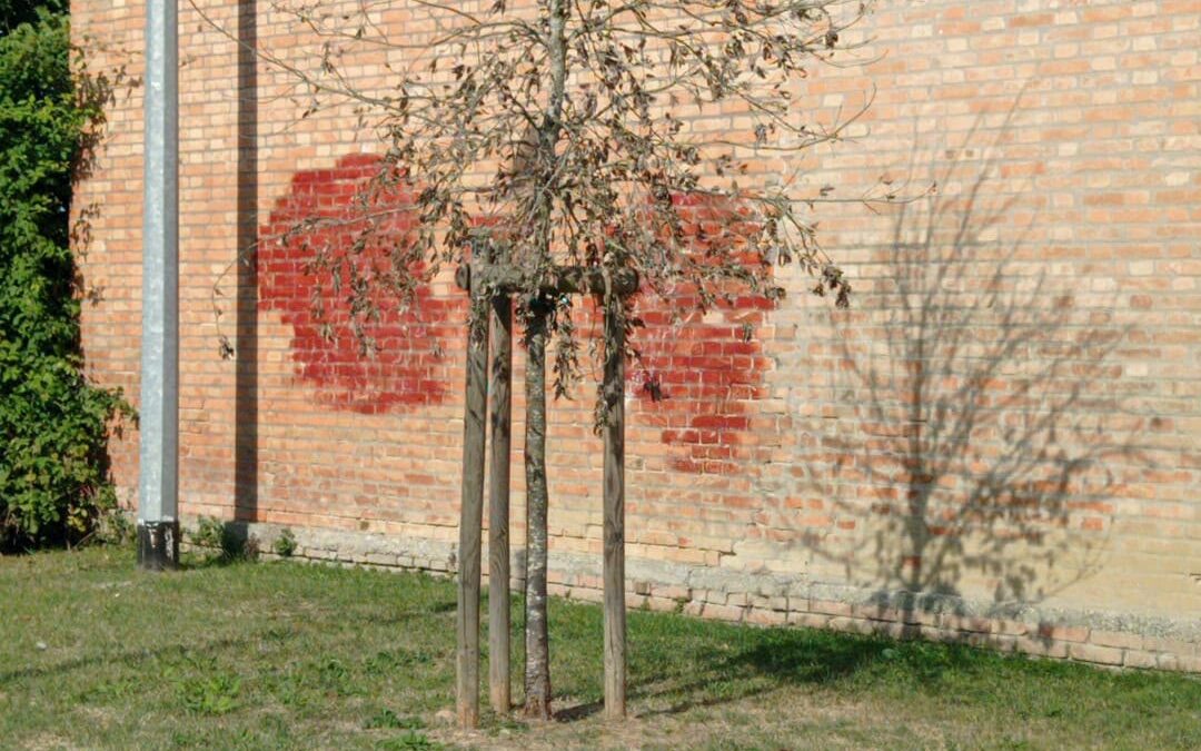Verde pubblico ad Adria: piante secche, manutenzione carente e un Piano del Verde difficile da trovare